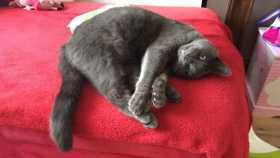 Lost Cat