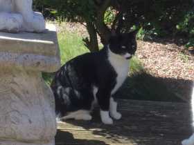 Lost Cat