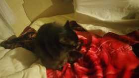 Lost Cat