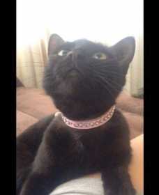 Lost Cat