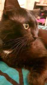 Lost Cat