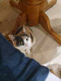 Lost Cat