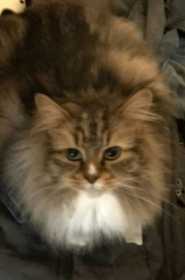 Lost Cat