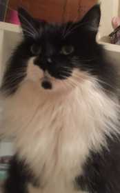 Lost Cat