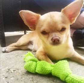 Lost Dog