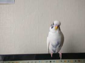 Lost Budgerigar