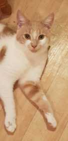 Lost Cat