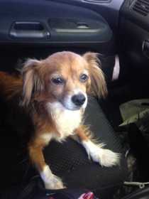 Lost Dog