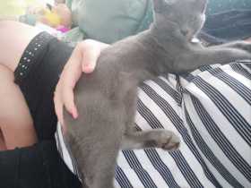 Lost Cat