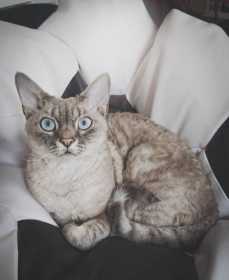 Lost Cat