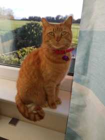 Lost Cat