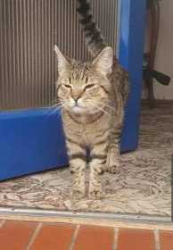 Lost Cat