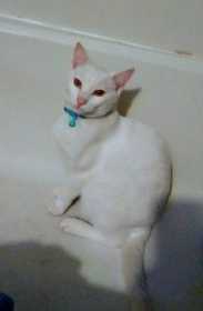 Lost Cat