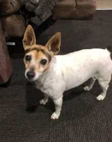 Lost Dog