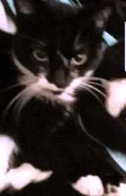 Lost Cat