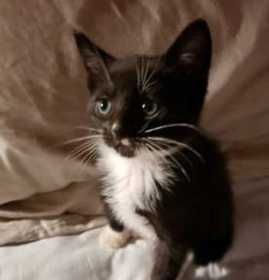 Lost Cat