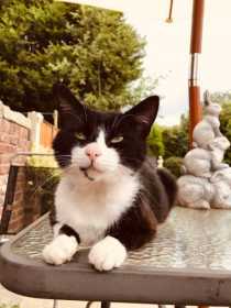Lost Cat