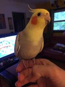 Lost Cockatiel