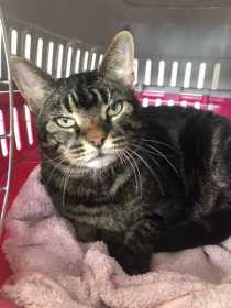 Lost Cat