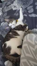 Lost Cat
