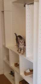 Lost Cat