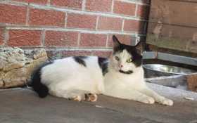 Lost Cat