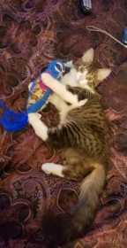 Lost Cat