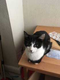 Lost Cat