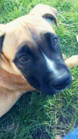 Lost Dog