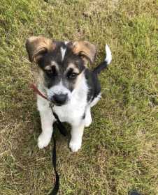 Lost Dog