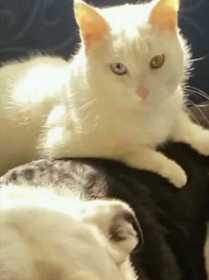 Lost Cat