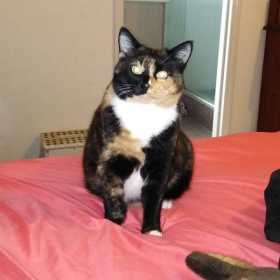 Lost Cat