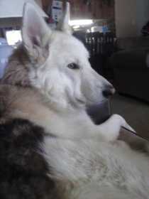 Lost Dog