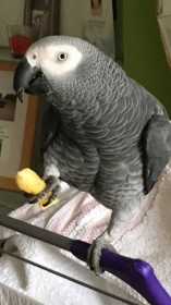 Lost African Grey