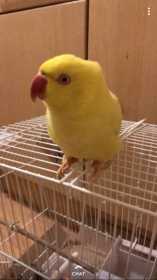 Lost Indian Ringneck Parakeet