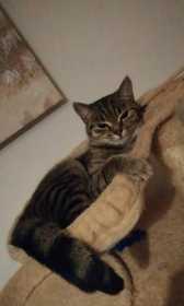 Lost Cat
