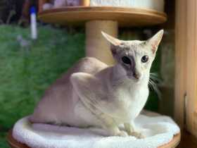Lost Cat