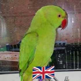 Lost Indian Ringneck Parakeet