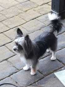 Lost Dog