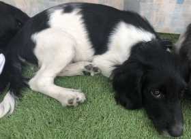 Lost Dog