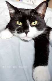 Lost Cat