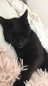 Lost Cat