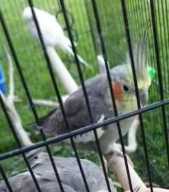 Lost Cockatiel