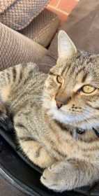 Lost Cat