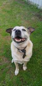 Lost Dog