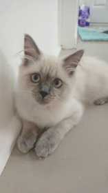 Lost Cat