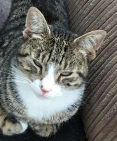 Lost Cat