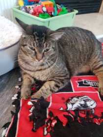 Lost Cat
