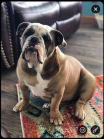 Lost Dog