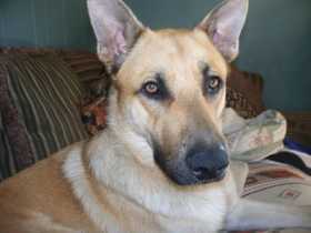 Lost Dog